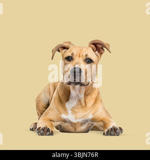 Photo studio d'adorable chiot terrier américain staffordshire couché sur fond beige Banque D'Images