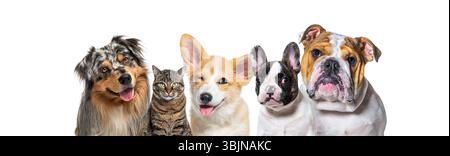 Groupe d'animaux de compagnie comprenant un berger australien, un chat, un corgi gallois, un bouledogue français et un bouledogue anglais posant ensemble sur un dos blanc Banque D'Images