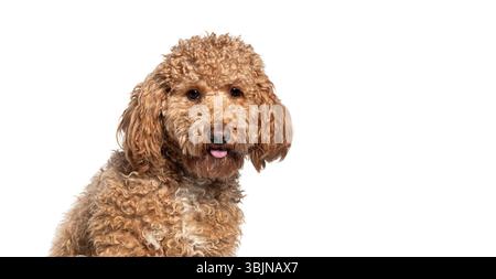 Chien mignon de mélange caniche sortant sa langue sur fond blanc, regardant le spectateur Banque D'Images