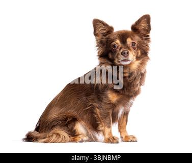 Adorable chihuahua aux cheveux longs assis attentivement Banque D'Images