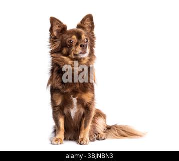 Adorable chihuahua aux cheveux longs assis sur fond blanc Banque D'Images