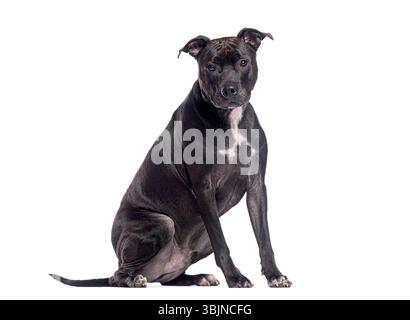Dark Brindle staffordshire Bull terrier assis et posant calmement sur un fond blanc sans couture Banque D'Images