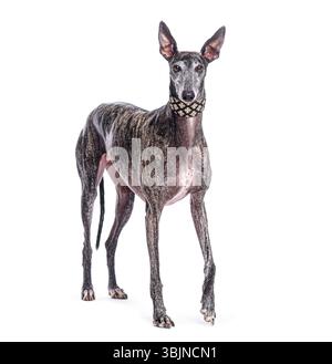 lévrier espagnol, également connu sous le nom de galgo espanol, posant élégamment avec un collier sur un fond blanc Banque D'Images