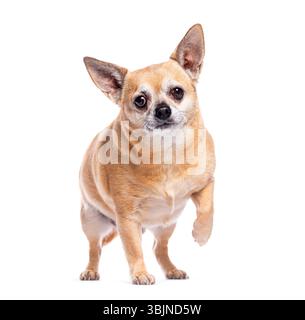 Adorable petit chien chihuahua debout sur un fond blanc levant une patte Banque D'Images