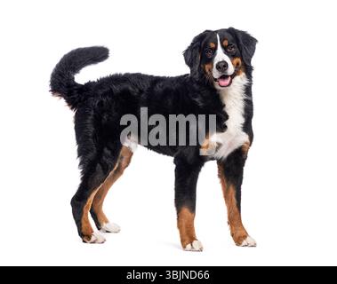 Heureux chien de montagne bernois debout sur un fond blanc, remuant sa queue Banque D'Images