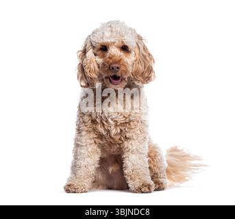 Adorable chiot Cockapoo assis et haletant, isolé sur blanc Banque D'Images