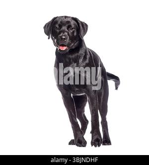 Photo studio d'un beau jeune labrador noir retriever marchant sur un fond blanc Banque D'Images