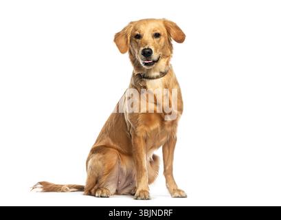 Chien Golden retriever assis et regardant vers l'avant sur un fond blanc Banque D'Images