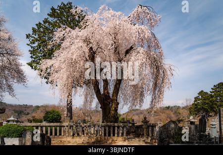 Dans le calme d'un cimetière de temple rural, un grand vieux cerisier pleureur fleurit avec des branches lourdes de fleurs roses et blanches douces, ses racines R Banque D'Images