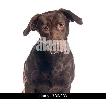 Photo studio d'adorable labrador retriever en chocolat inclinant la tête avec une expression curieuse sur un fond blanc Banque D'Images