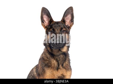 Portrait d'un beau chien de berger allemand regardant vers l'avant sur fond blanc Banque D'Images
