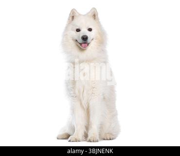 Adorable chien samoyed assis et haletant, isolé sur fond blanc Banque D'Images