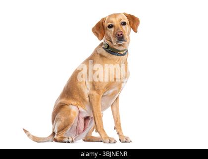 labrador retriever rouge renard assis et regardant vers l'avant sur un fond blanc Banque D'Images