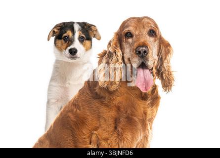 Adorable épagneul cocker anglais et chiot assis ensemble sur un fond blanc Banque D'Images