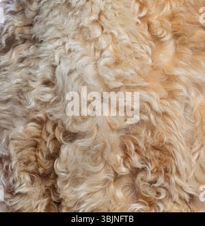 La fourrure bouclée beige douce pour chien crée un fond chaud et texturé, parfait pour les projets de conception nécessitant une touche de nature Banque D'Images