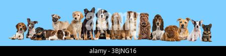 Grand groupe de chiots de différentes races assis et couchés ensemble sur fond bleu Banque D'Images