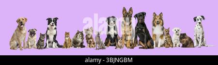 Chats et chiens de différentes races posant ensemble sur un fond violet Banque D'Images