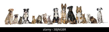 Grand groupe de diverses races de chats et de chiens assis et posant ensemble sur fond blanc Banque D'Images