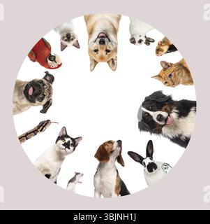 Divers animaux de compagnie formant un cercle en regardant à l'intérieur, isolés sur fond blanc Banque D'Images