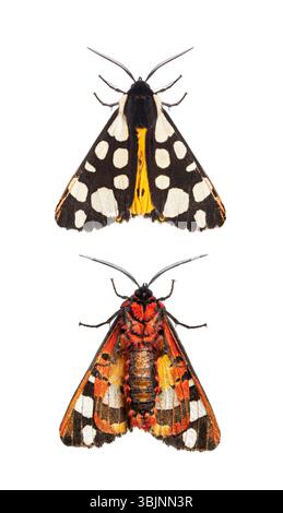 Face ventrale et dorsale d'un tigre Cream-spot ailes proches, Arctia villica, famille des Erebidae, isolé sur blanc Banque D'Images
