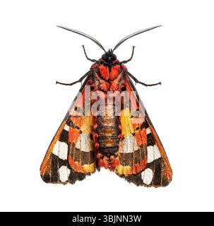 Face ventrale d'une teigne tigrée Cream-spot, Arctia villica, famille des Erebidae, isolée sur blanc Banque D'Images