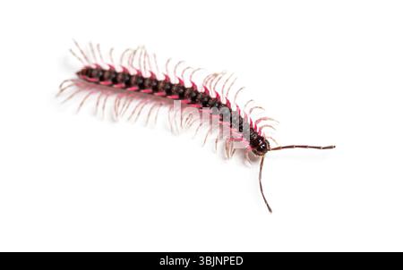 Vue de dessus d'un Desmoxytes planata Millipede, isolé sur fond blanc Banque D'Images