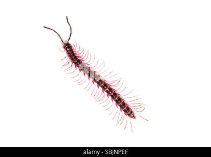 Vue de dessus d'un Desmoxytes planata Millipede, isolé sur fond blanc Banque D'Images