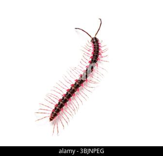 Vue de dessus d'un Desmoxytes planata Millipede, isolé sur fond blanc Banque D'Images