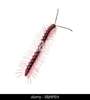 Vue de dessus d'un Desmoxytes planata Millipede, isolé sur fond blanc Banque D'Images