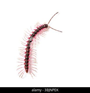 Vue de dessus d'un Desmoxytes planata Millipede, isolé sur fond blanc Banque D'Images