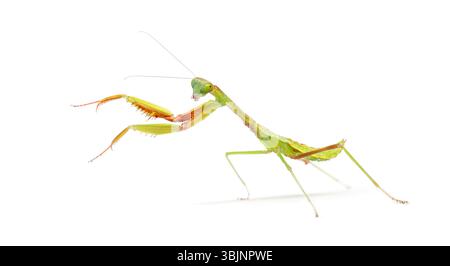 La nymphe géante australienne Mantis stade trois, Hierodula majuscula, isolée sur blanc Banque D'Images