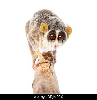 Loris gris élancé, Loris lydekkerianus, marchant sur une branche, ses grands yeux regardant intensément Banque D'Images