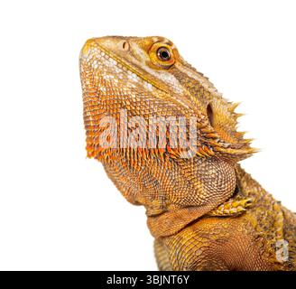 Dragon barbu, Pogona vitticeps, isolé sur blanc Banque D'Images
