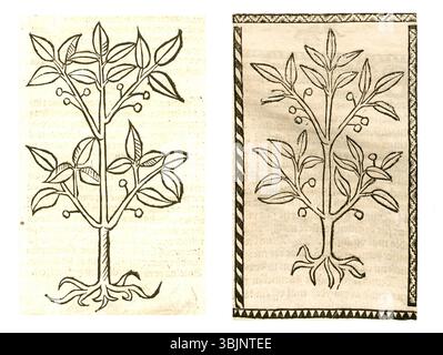 Illustration botanique de Ligustrum vulgare (privet commun) de 1497 à 1500, documentée dans des herbiers allemands. Banque D'Images