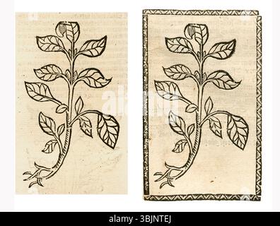 Dessin botanique de la pelouse (Parietaria officinalis) entre 1497 et 1500, montrant ses tiges verticales et ses petites feuilles. Banque D'Images