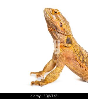 Dragon barbu, Pogona vitticeps, isolé sur blanc Banque D'Images
