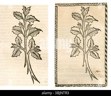 Cette illustration botanique datant de 1497 à 1500 représente Köl Krut, identifié comme une espèce de Brassica. L'œuvre montre les feuilles et la structure de la plante de manière claire et détaillée. Banque D'Images