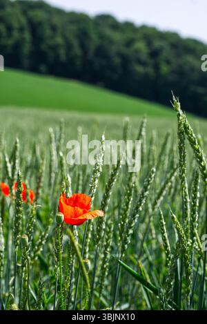 Pavot Rouge in wheat field Banque D'Images
