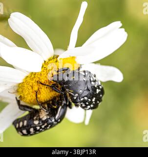 Une macro photographie de deux coléoptères noirs avec des taches blanches se nourrissant sur le centre jaune d'une fleur de camomille blanche. Détails de leurs coquilles, jambes, et Banque D'Images