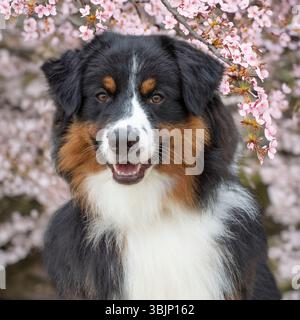 chien de berger australien en fleur printanière Banque D'Images