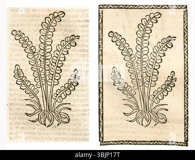 1497–1500 illustration de Asplenium trichomanes, une petite espèce de fougères connue sous le nom de spleenwort maidenhair, généralement trouvée sur des sites rocheux. Banque D'Images