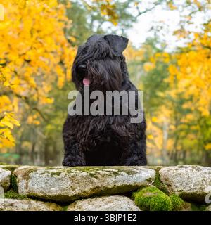 Chien Bouvier des flandrers en automne Banque D'Images