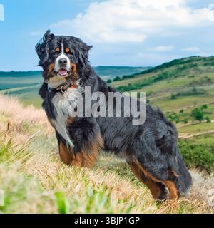 chien de montagne bernois debout sur une colline dans la campagne Banque D'Images