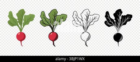 Radis Vector Set en couleur, contour, Vintage et Flat style. Radis rouge frais avec des feuilles pour l'emballage alimentaire, illustration botanique, marché biologique Illustration de Vecteur