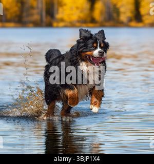 chien de montagne bernois courant dans un lac Banque D'Images