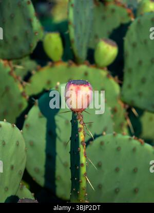 Détail cactus de la poire épineuse. Banque D'Images