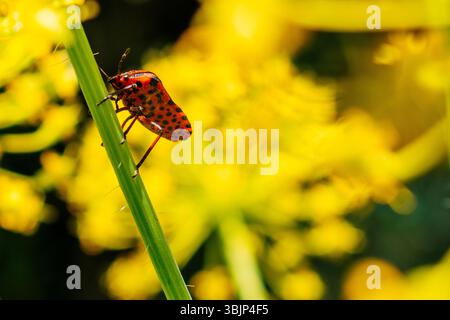 Vue ventrale. Graphosoma italicum est une espèce de punaise de bouclier de la famille des Pentatomidae. Il est également connu sous le nom de bug rayé ou bug rayé italien an Banque D'Images