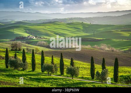 Paysage de cyprès et d'oliviers à Volterra et Montecatini Val di Cecina en arrière-plan. Province de Pise, région Toscane, Italie Banque D'Images