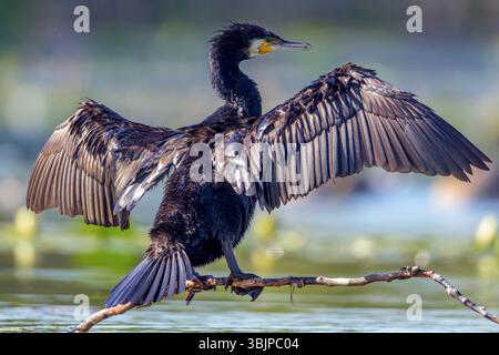 Grand cormoran (Phalacrocorax carbo) de Tiszaalpár, Hongrie. Banque D'Images