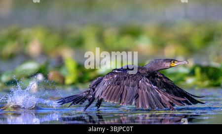 Grand cormoran (Phalacrocorax carbo) de Tiszaalpár, Hongrie. Banque D'Images